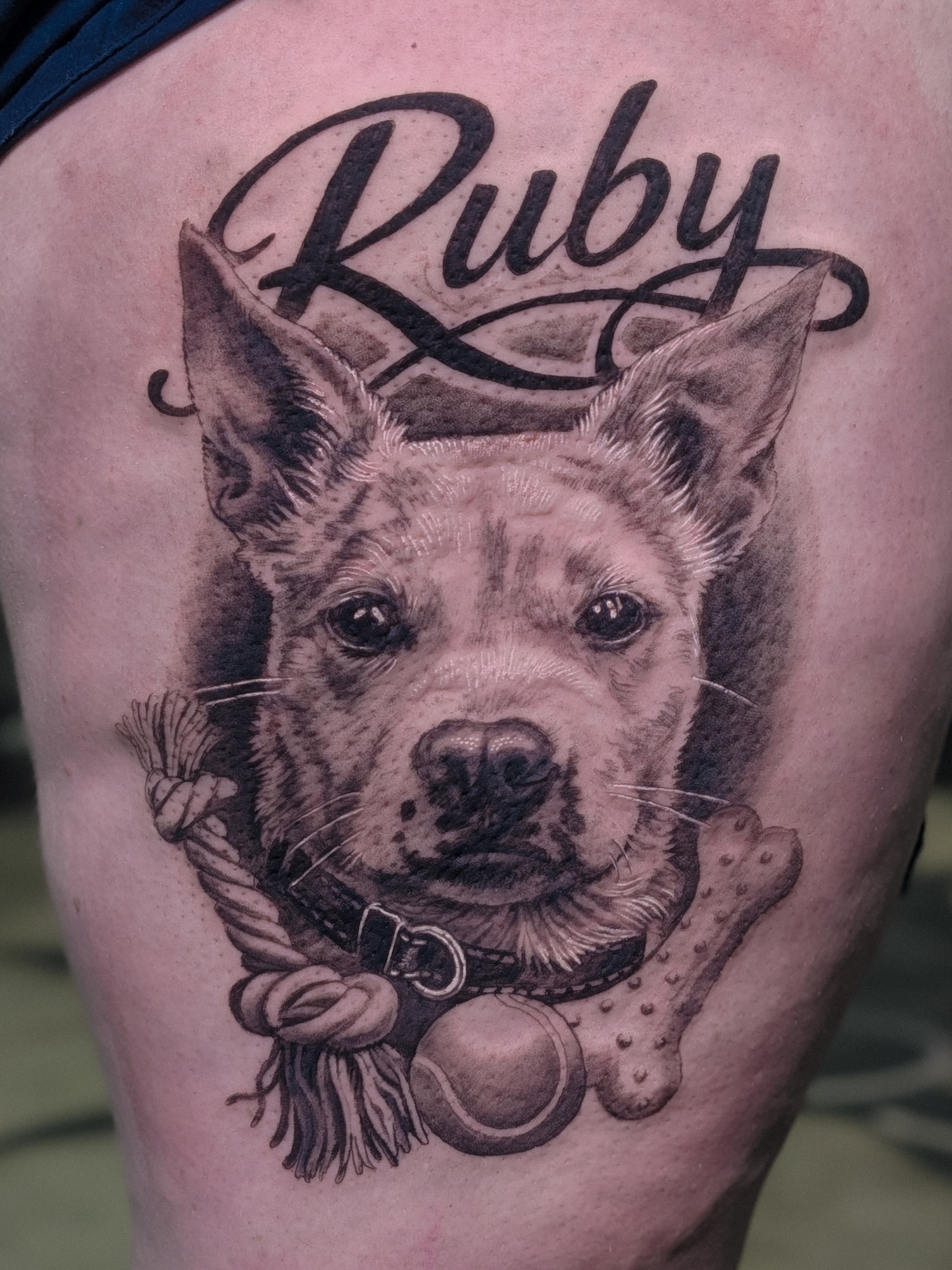 black-and-grey-realism-dog-portrait-christchurch