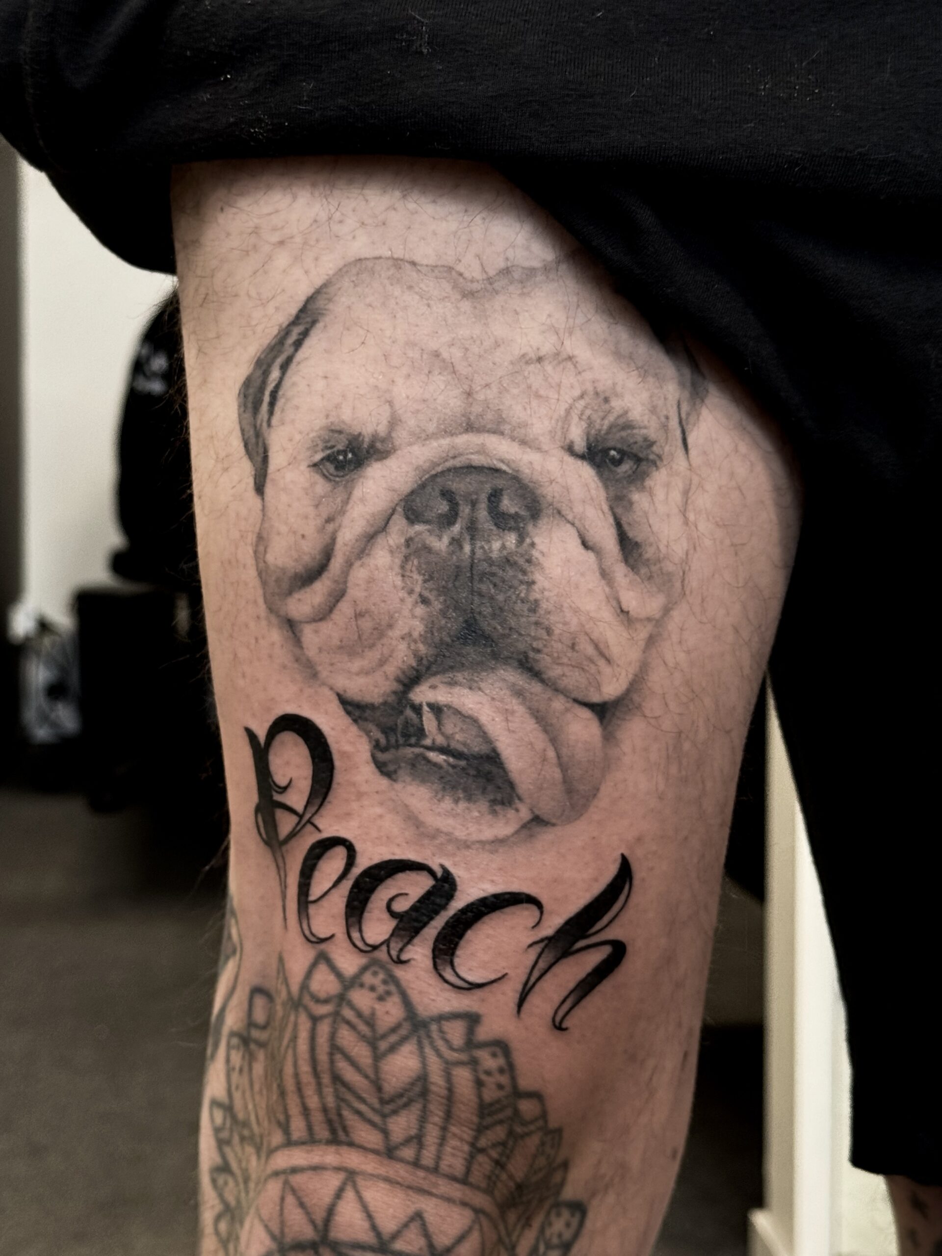 healed-black-and-grey-english-bulldog-portrait-tattoo-christchurch